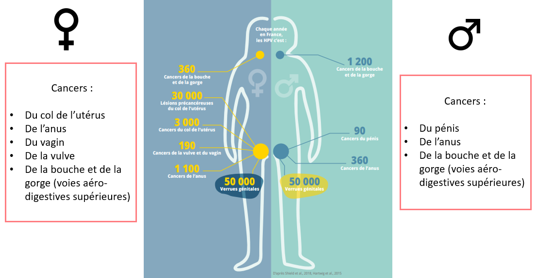 Cancers liés aux HPV Stop HPV Isère